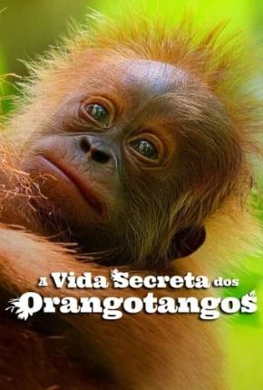 A Vida Secreta dos Orangotangos Dublado e Dual Áudio Torrent 1080p - Download