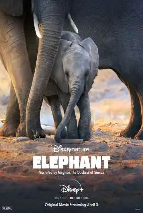 Elefante – Legendado  Torrent 720p 4K 1080p – Download [2020]