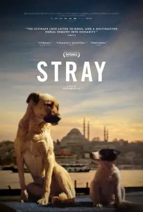 Stray – 2021 Legendado  Torrent 1080p – Download [2021]